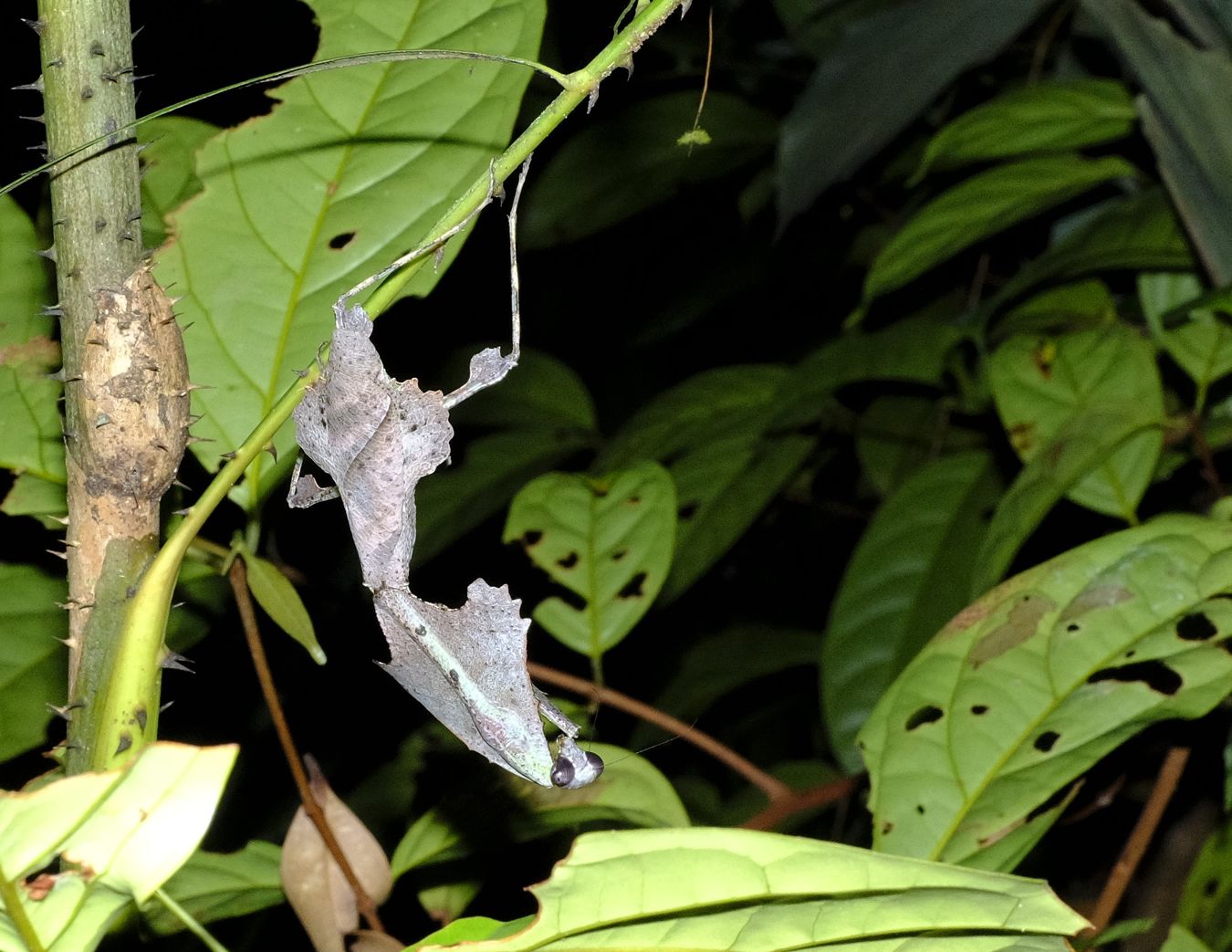 Female Deaf Leaf Mantis { Deroplatys Lobata }