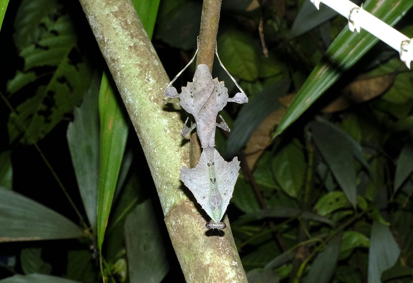 Female Deaf Leaf Mantis { Deroplatys Lobata }