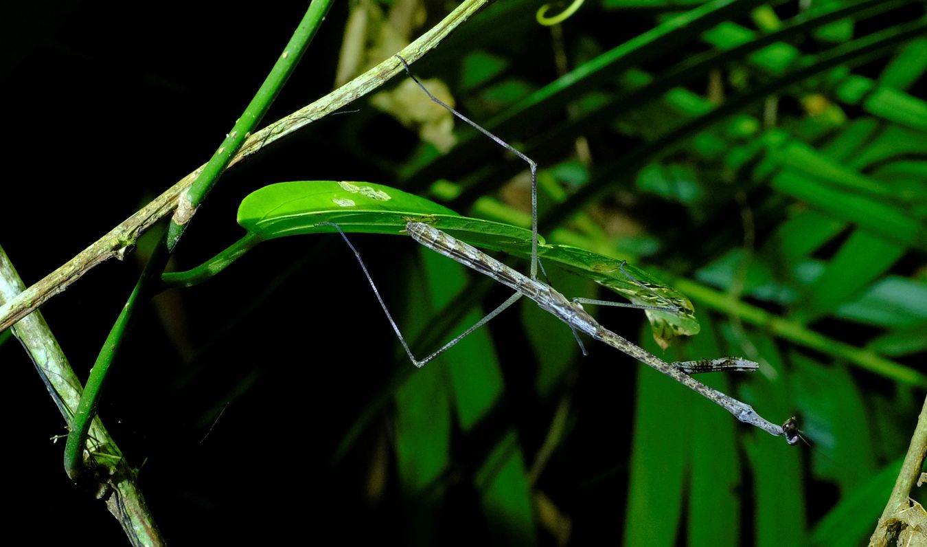 Giraffe Mantis { Euchomenella Heteroptera }