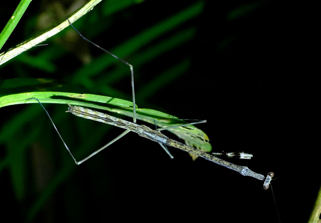 Giraffe Mantis { Euchomenella Heteroptera }