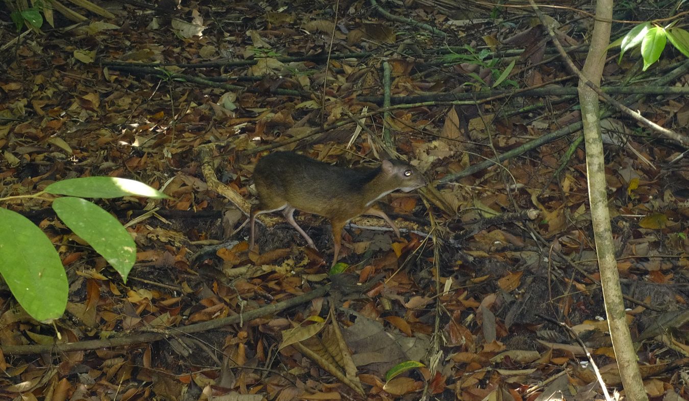 Lesser Mouse-Deer { Tragulus Kanchil }