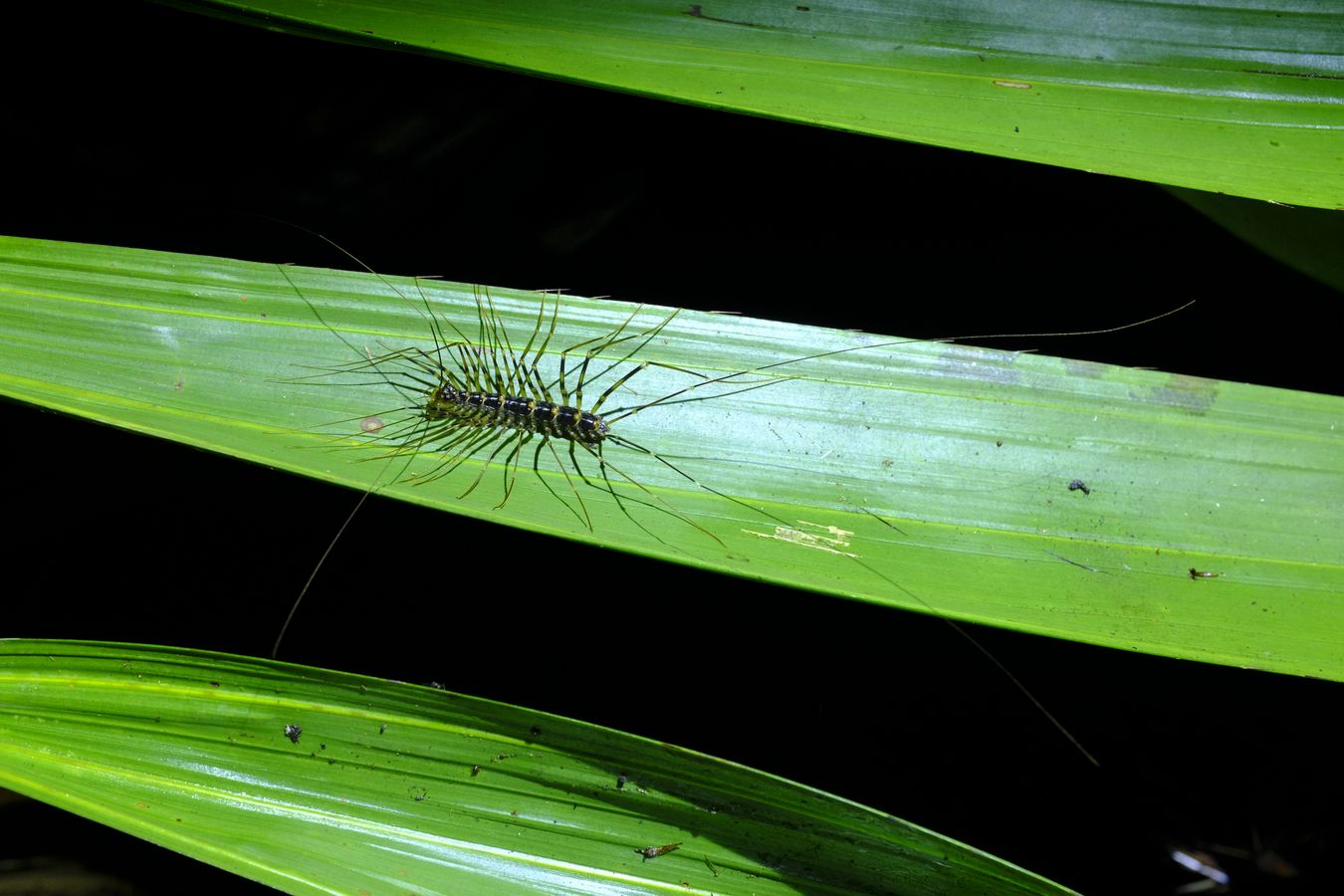 Long-Legged Cave Centipedes { Therevopoda Longicornis }