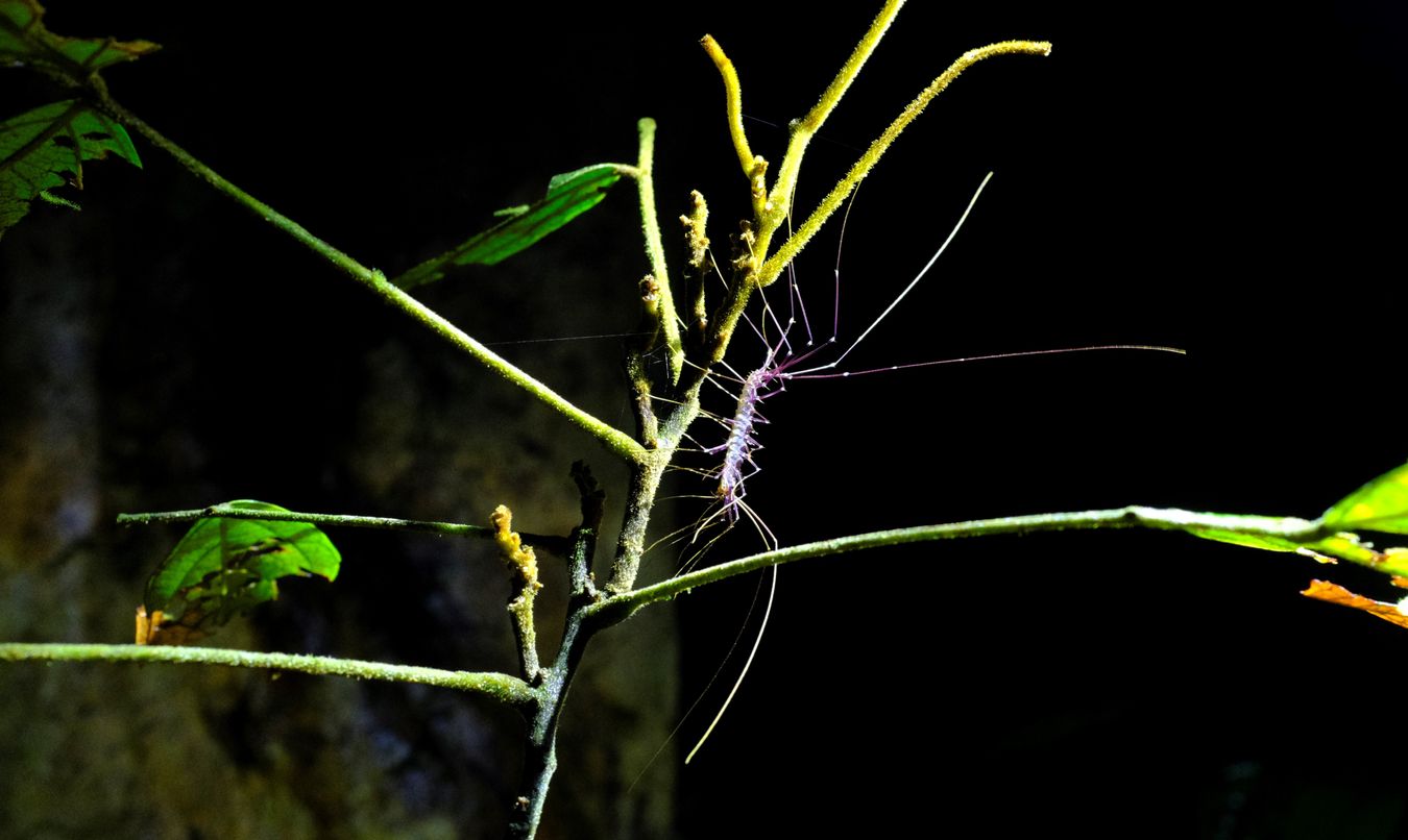 Long-Legged Cave Centipedes { Therovopoda Longicornis }