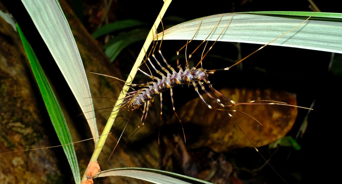 Long-Legged Cave Centipedes { Therevopoda Longicornis }