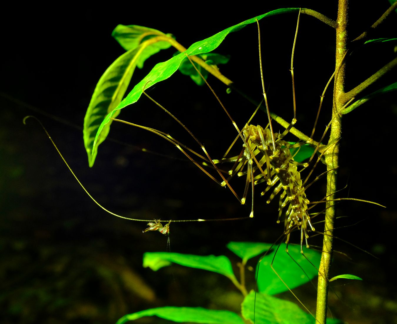 Long-Legged Cave Centipedes { Therevopoda Longicornis } with Tettigonidae Bush Cricket Nymph { Maybe Conocepalus } on one of its legs