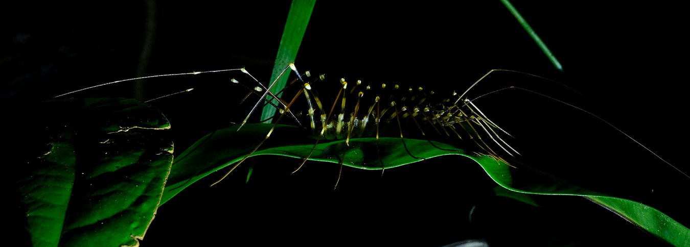 Long-Legged Cave Centipedes { Therevopoda Longicornis }