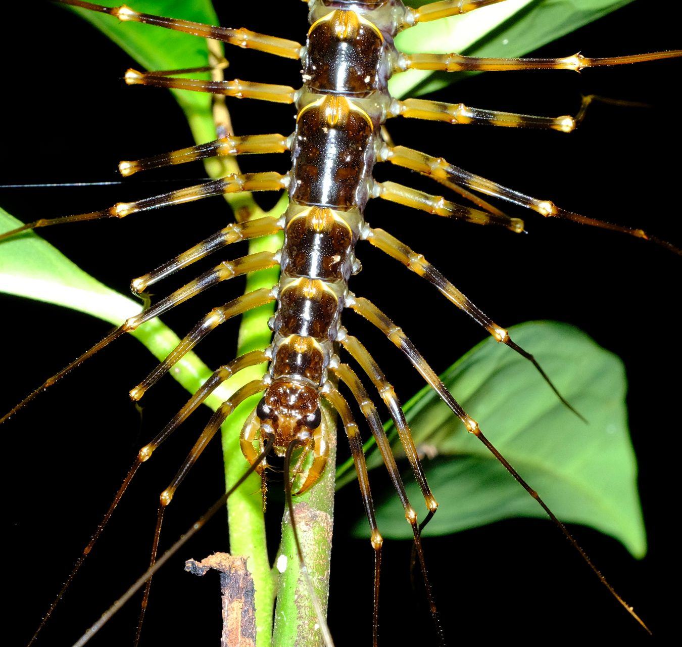 Long-Legged Cave Centipedes { Therevopoda Longicornis }