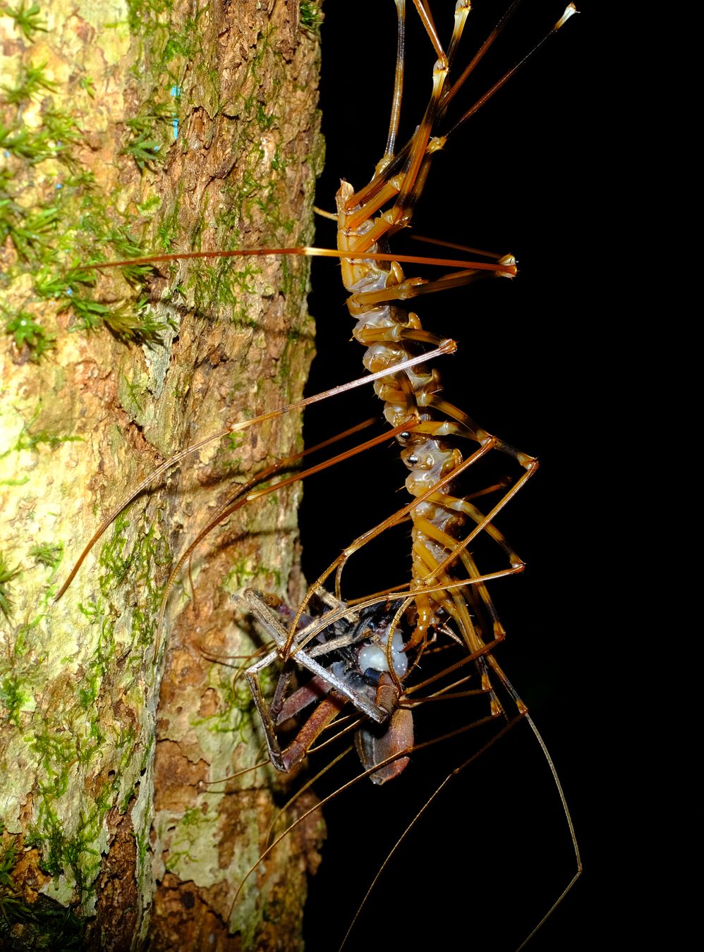 Long-Legged Cave Centipedes { Therevopoda Longicornis } Feeds on a Huntsman Spider