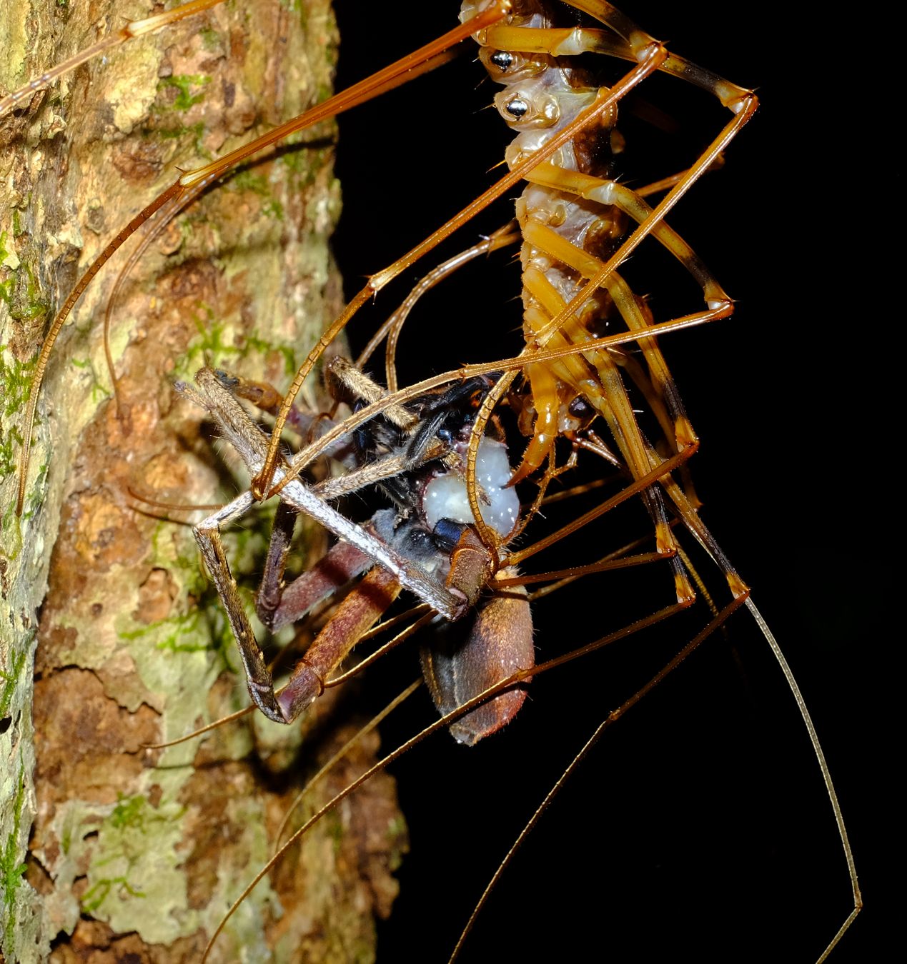 Long-Legged Cave Centipedes { Therevopoda Longicornis } Feeds on a Huntsman Spider