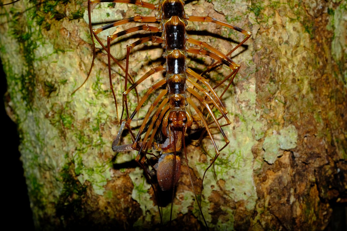 Long-Legged Cave Centipedes { Therevopoda Longicornis } Feeds on a Huntsman Spider