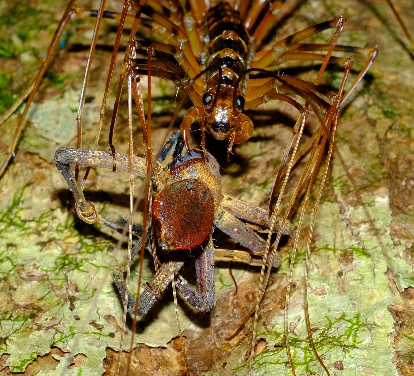 Long-Legged Cave Centipedes { Therevopoda Longicornis } Feeds on a Huntsman Spider