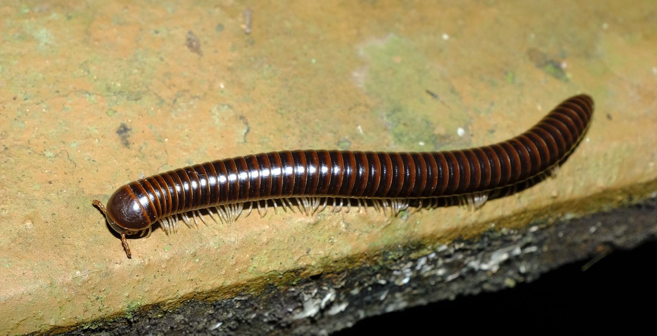 Probably Rusty Millipedes { Trigoniulus Corallinus }