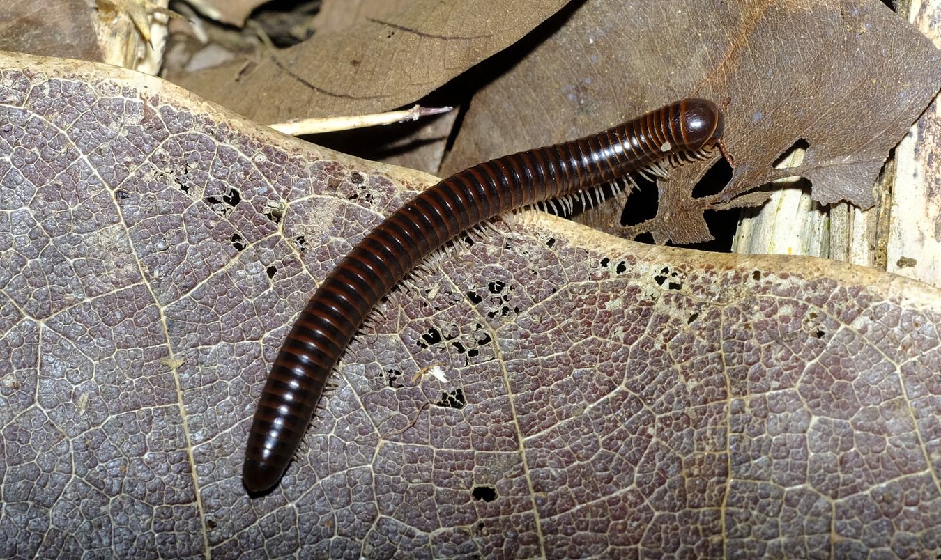 Probably Rusty Millipedes { Trigoniulus Corallinus }