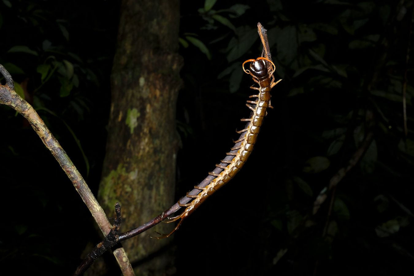 Orange-Legged Centipedes { Scolopendra Subspinipes }