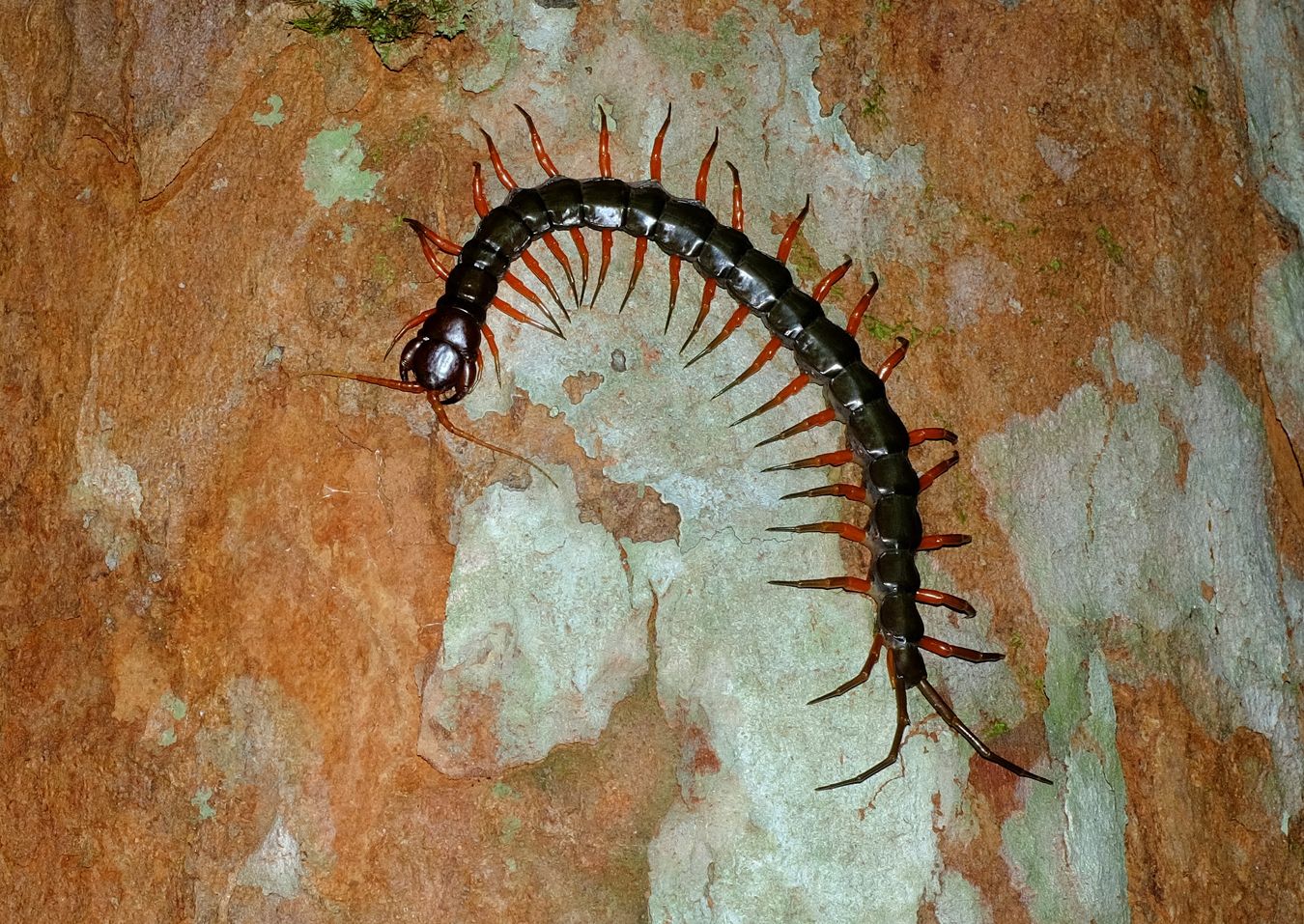 Orange-Legged Centipedes { Scolopendra Subspinipes }