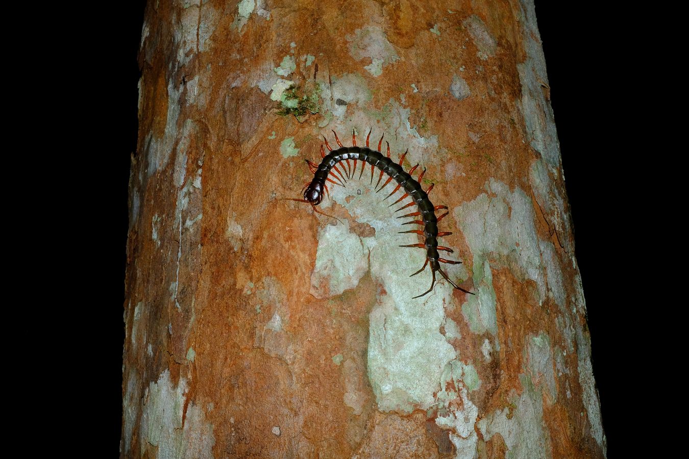 Orange-Legged Centipedes { Scolopendra Subspinipes }