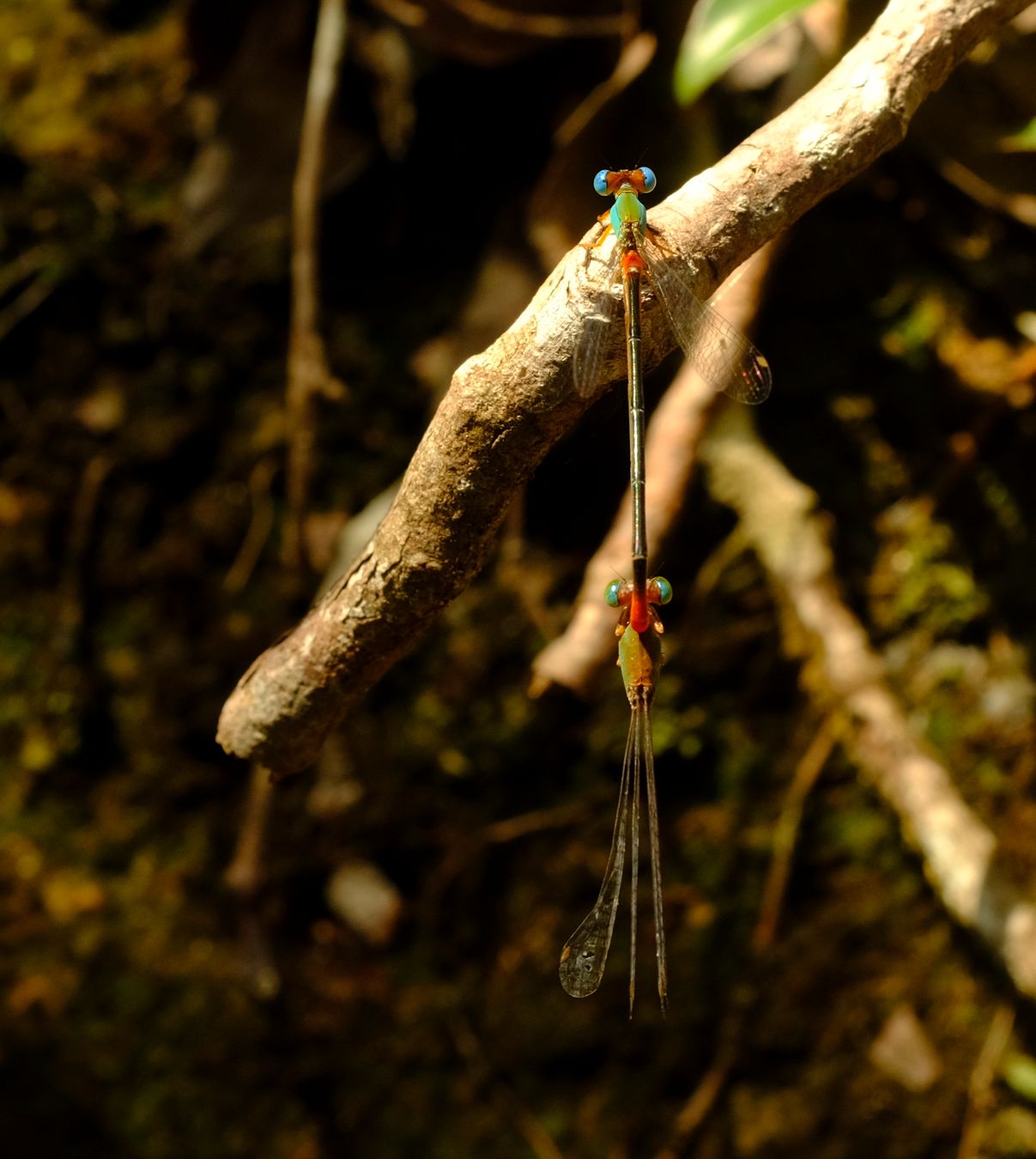 Orange-Tailed Marsh Dart Damselfly Mating { Ceriagrion Cerinorubellum }