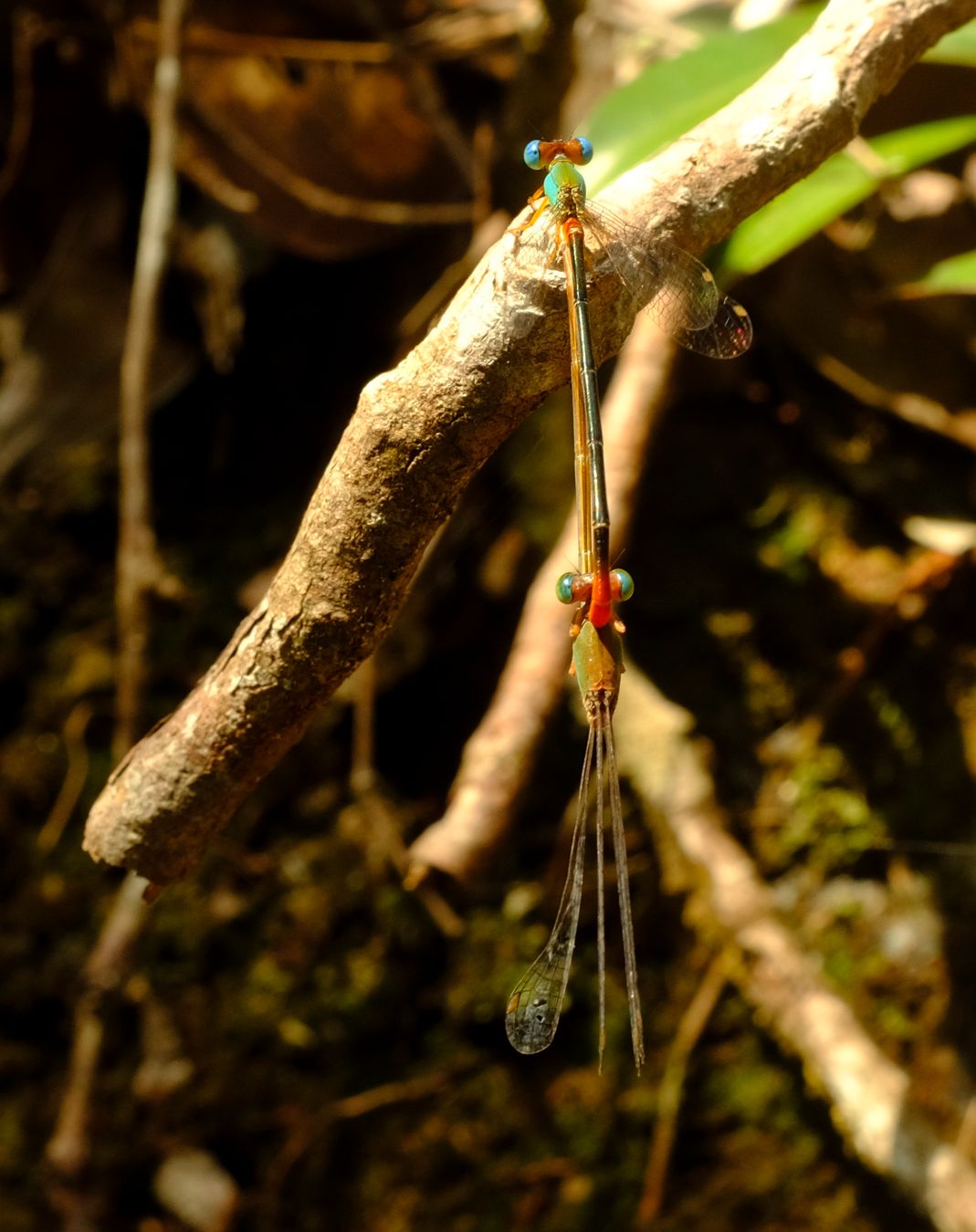 Orange-Tailed Marsh Dart Damselfly Mating { Ceriagrion Cerinorubellum }