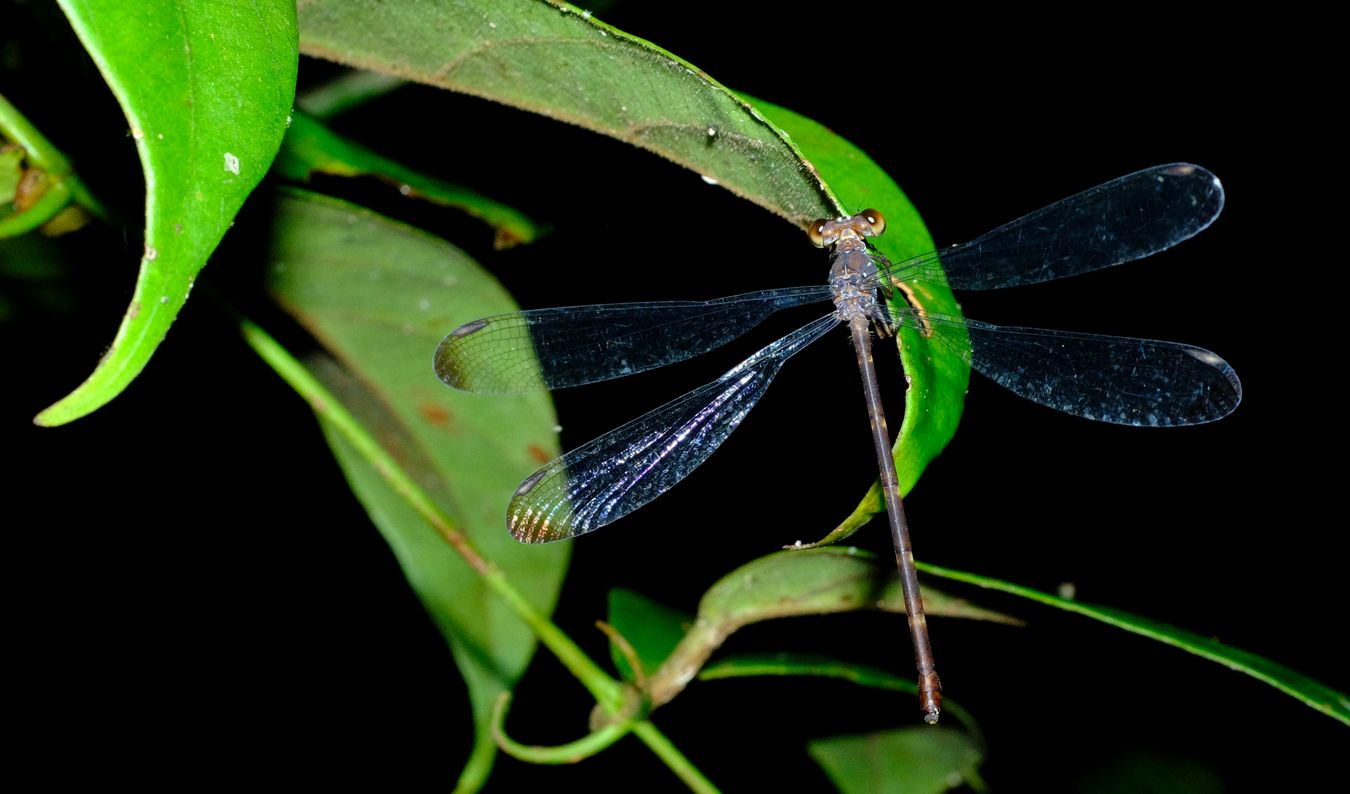 Unknown Odonata at Night