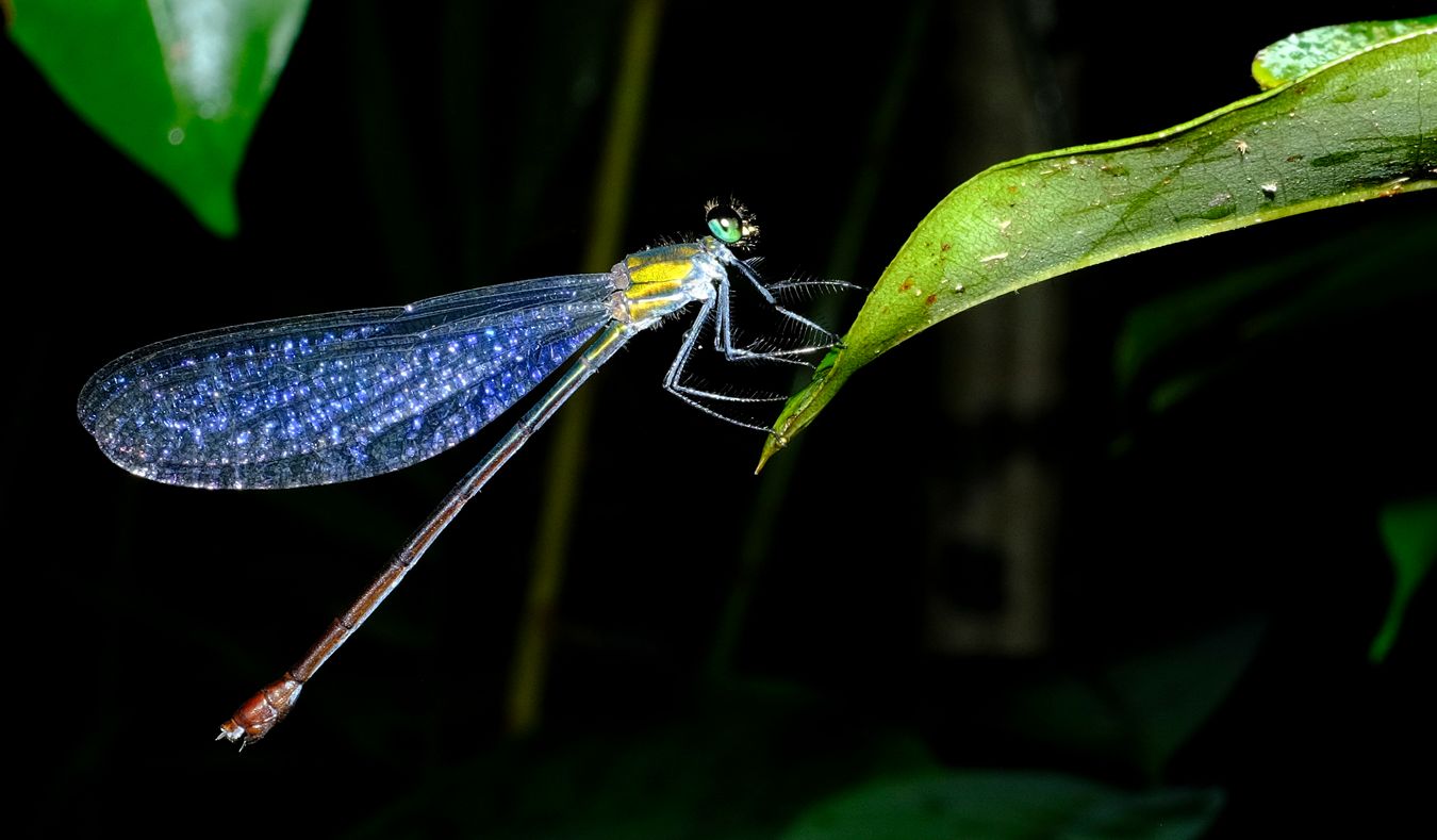 Clear-Winged Flash-Wing Damselfly at Night { Vestalis Gracilis }