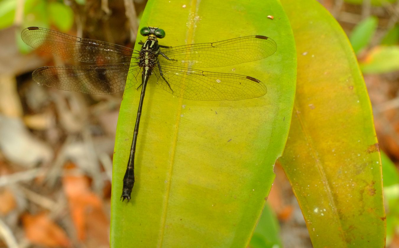 Club-Tailed Dragonfly { Leptogomphus Coomansi }