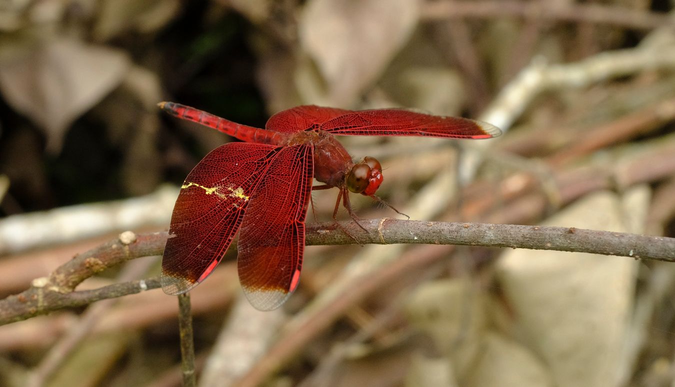 Common Parasol Dragonfly { Neurothemis Fluctuans }