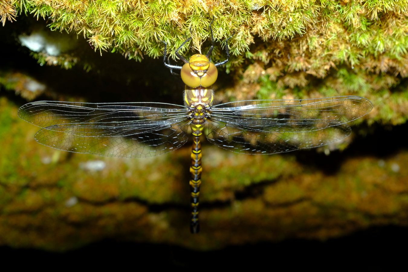 Female Treehugger Dragonfly { Tyriobapta Torrida }