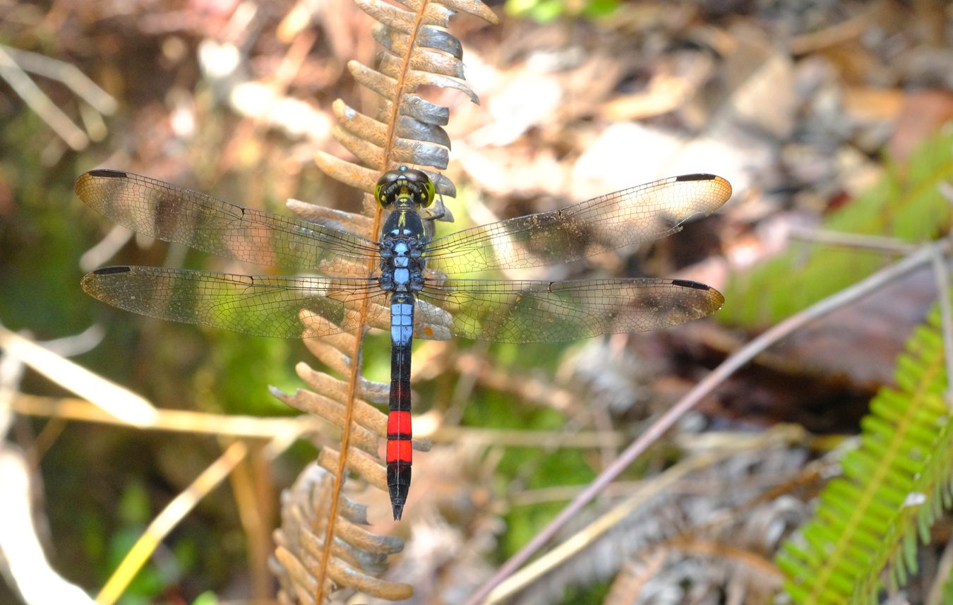 Handsome Grenadier Dragonfly { Agrionoptera Sexlineata }