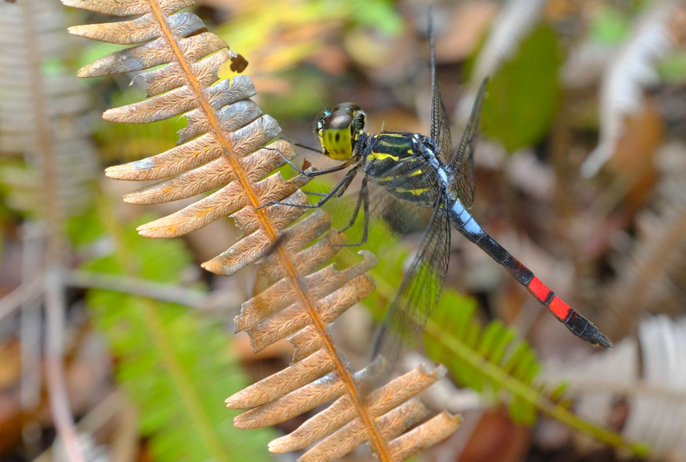 Handsome Grenadier Dragonfly { Agrionoptera Sexlineata }