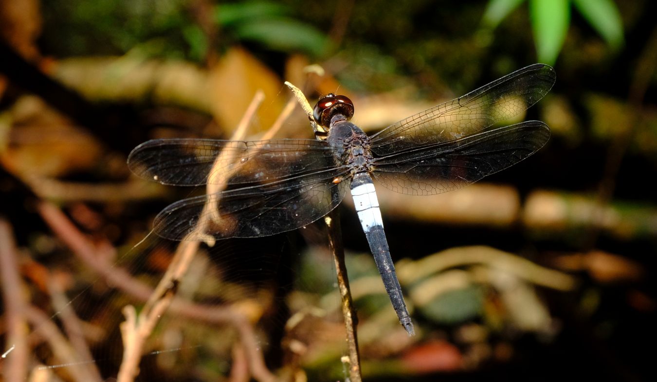 Unknown Dragonfly. Maybe Cratilla 