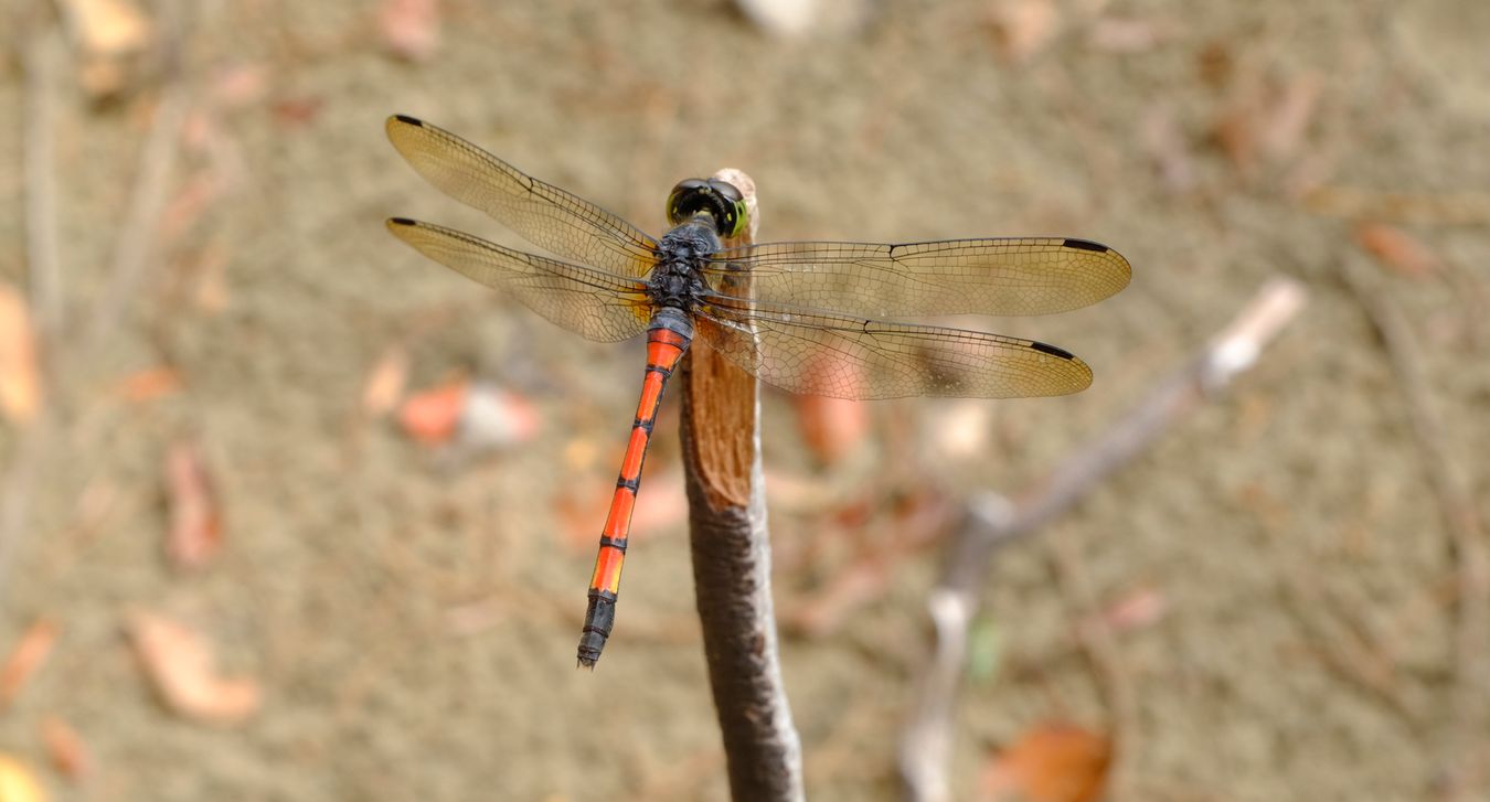 Male Asiatic Blood Tail { Lathrecista Asiatica }