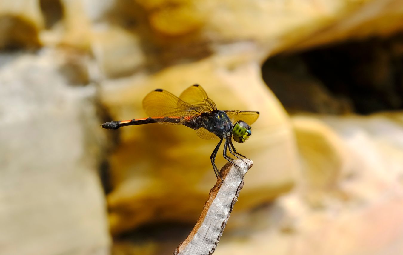 Male Asiatic Blood Tail { Lathrecista Asiatica }