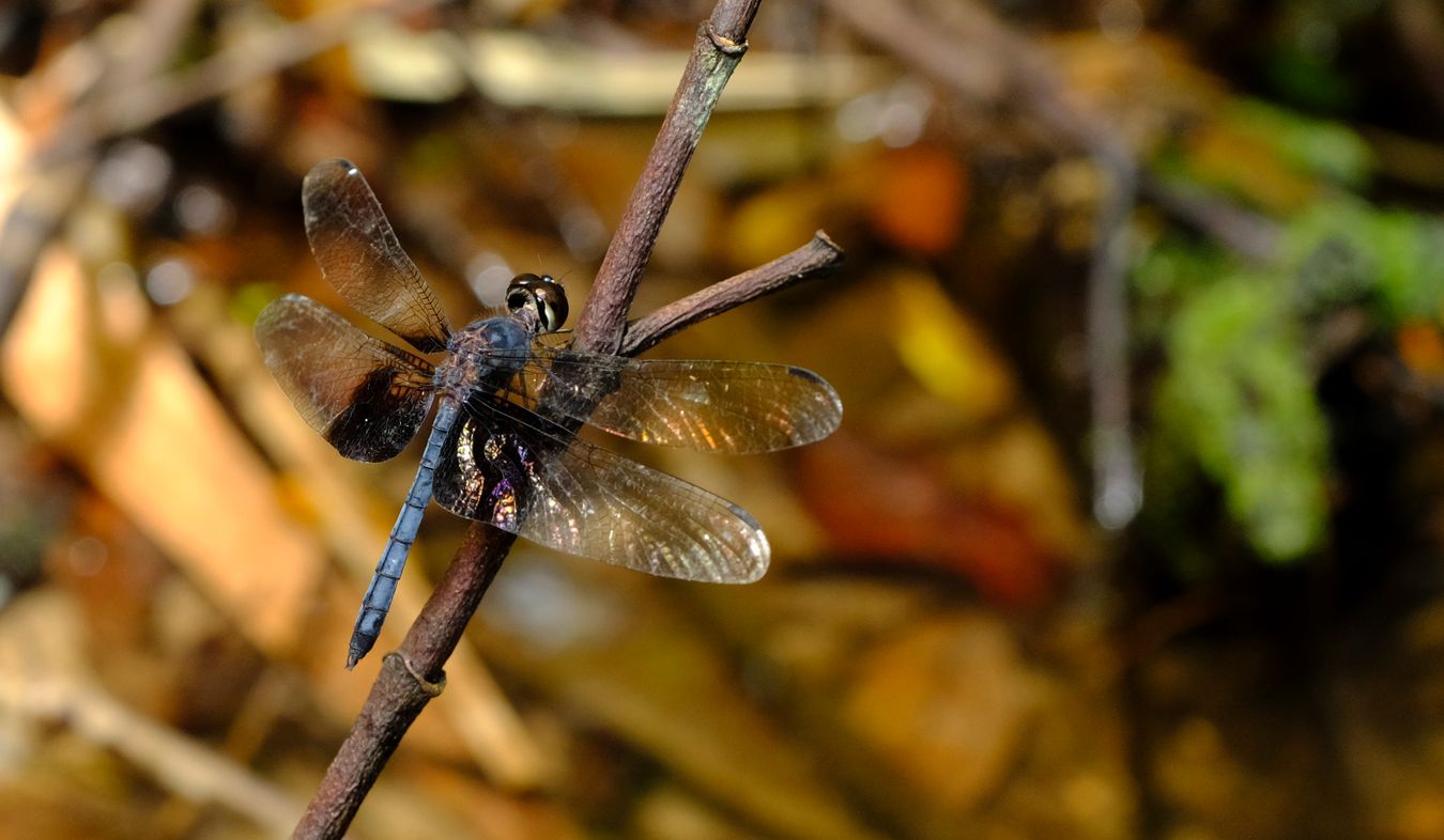 Male Treehugger Dragonfly { Tyriobapta Torrida }