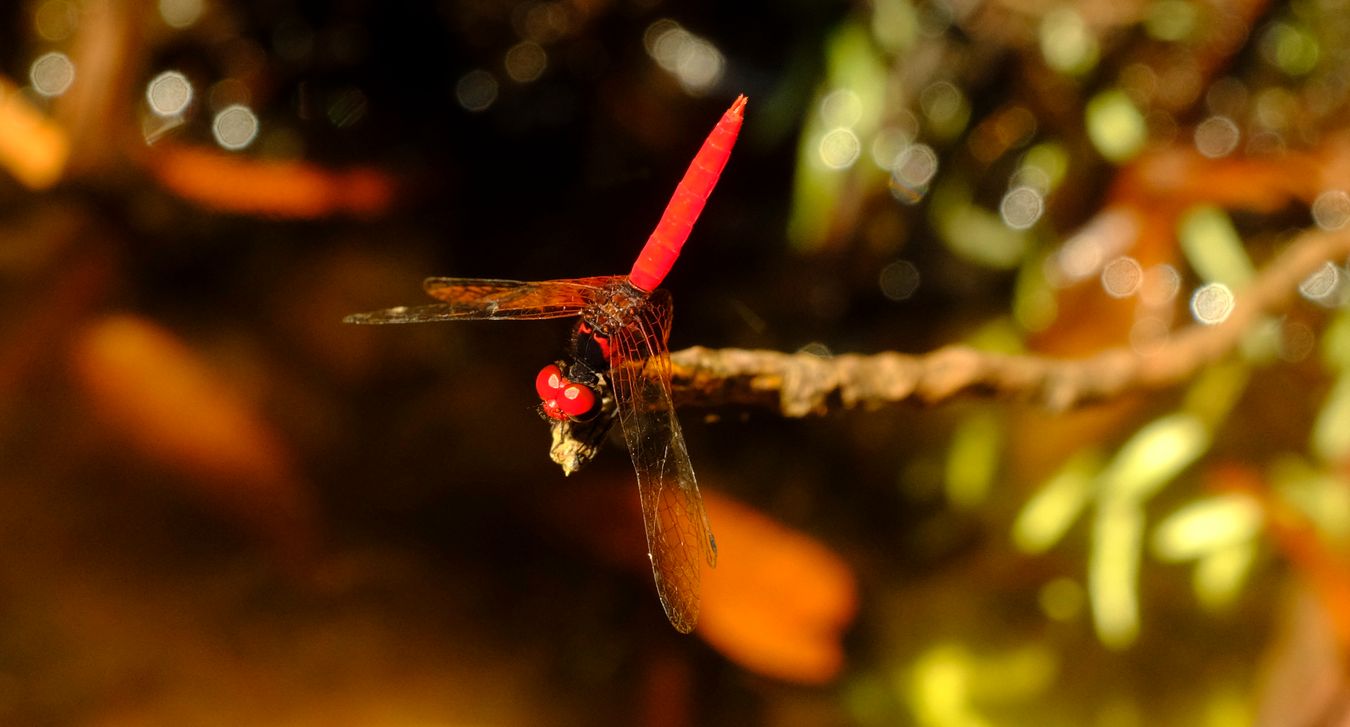 Scarlet Pygmy Dragonfly { Nannophya Pygmaea }