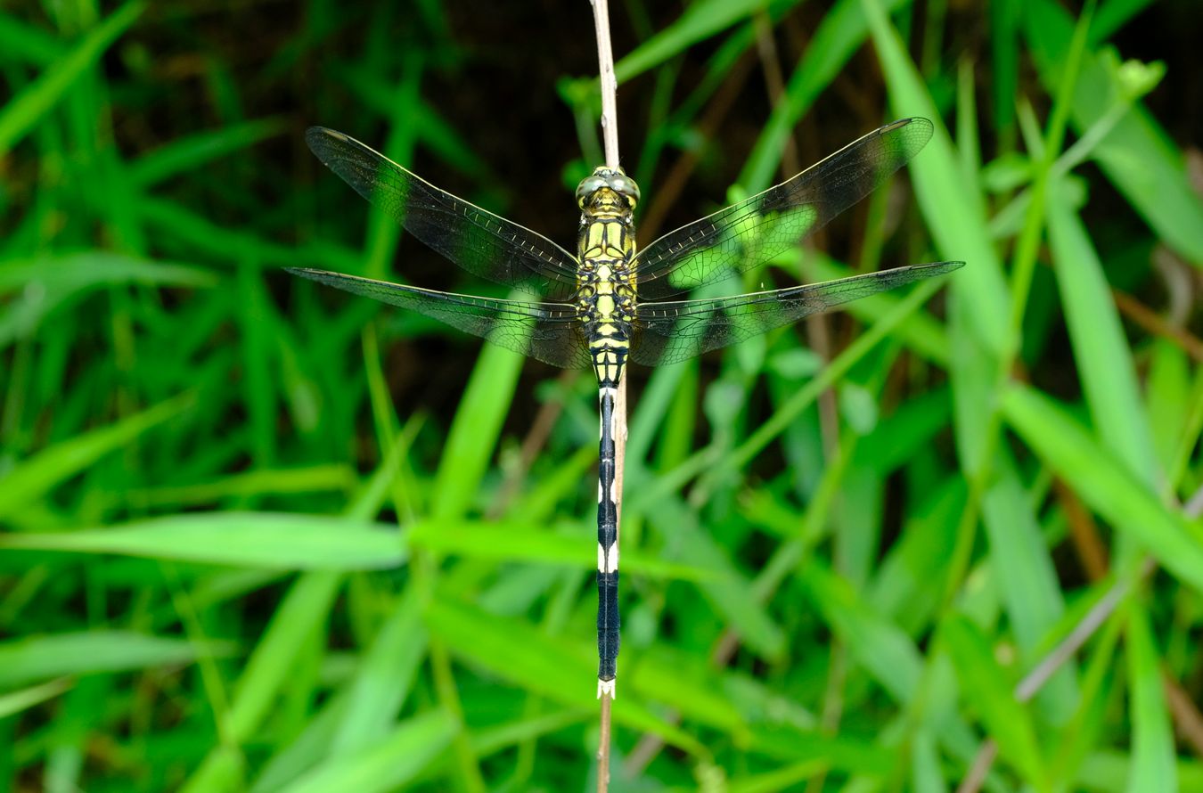 Slender Skimmer Dragonfly { Orthetrum Sabina }