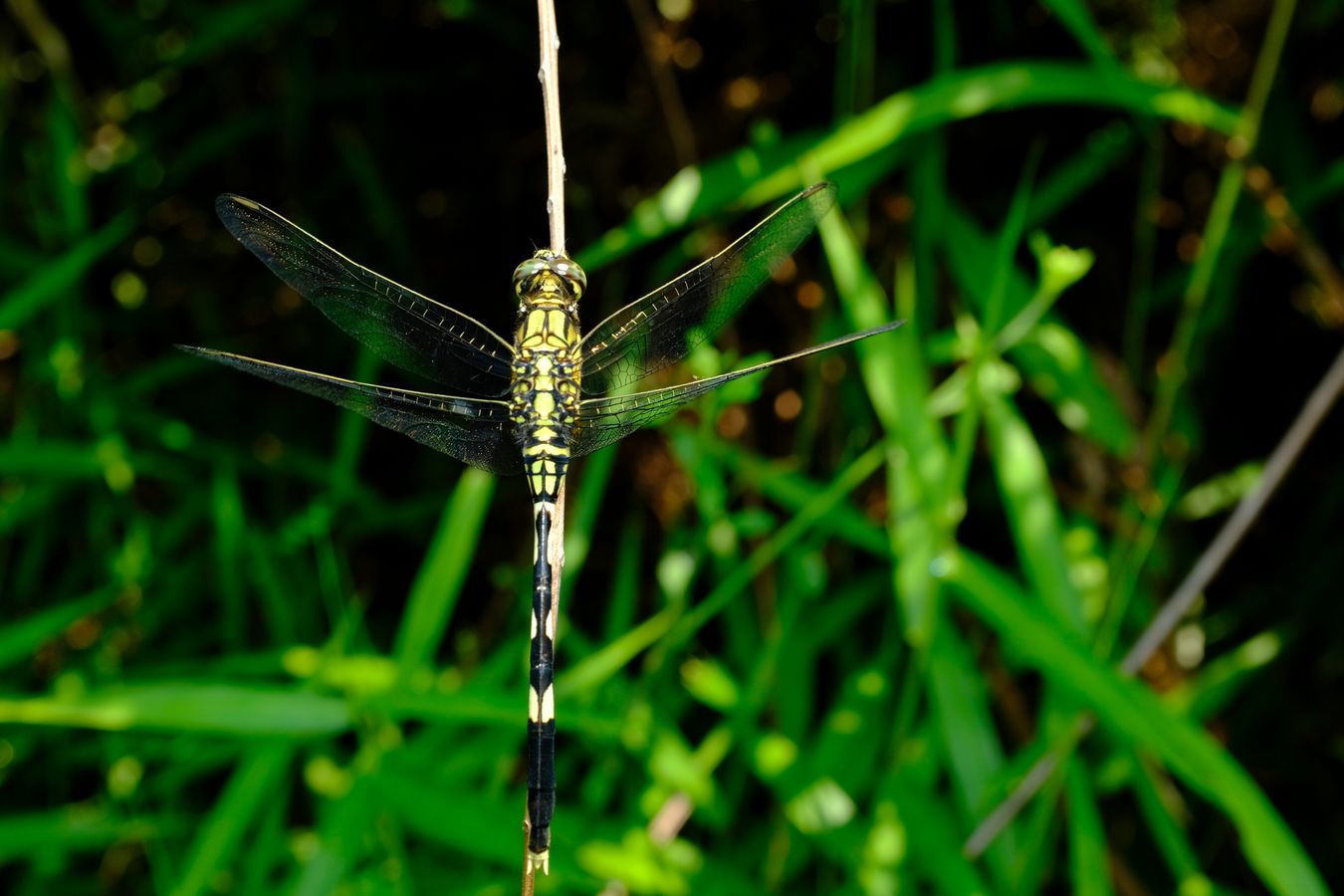 Slender Skimmer Dragonfly { Orthetrum Sabina }