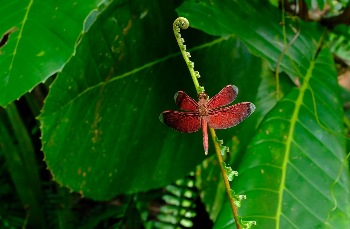 Male Straight-Edge Red Parasol Dragonfly { Neurathemis Terminata }