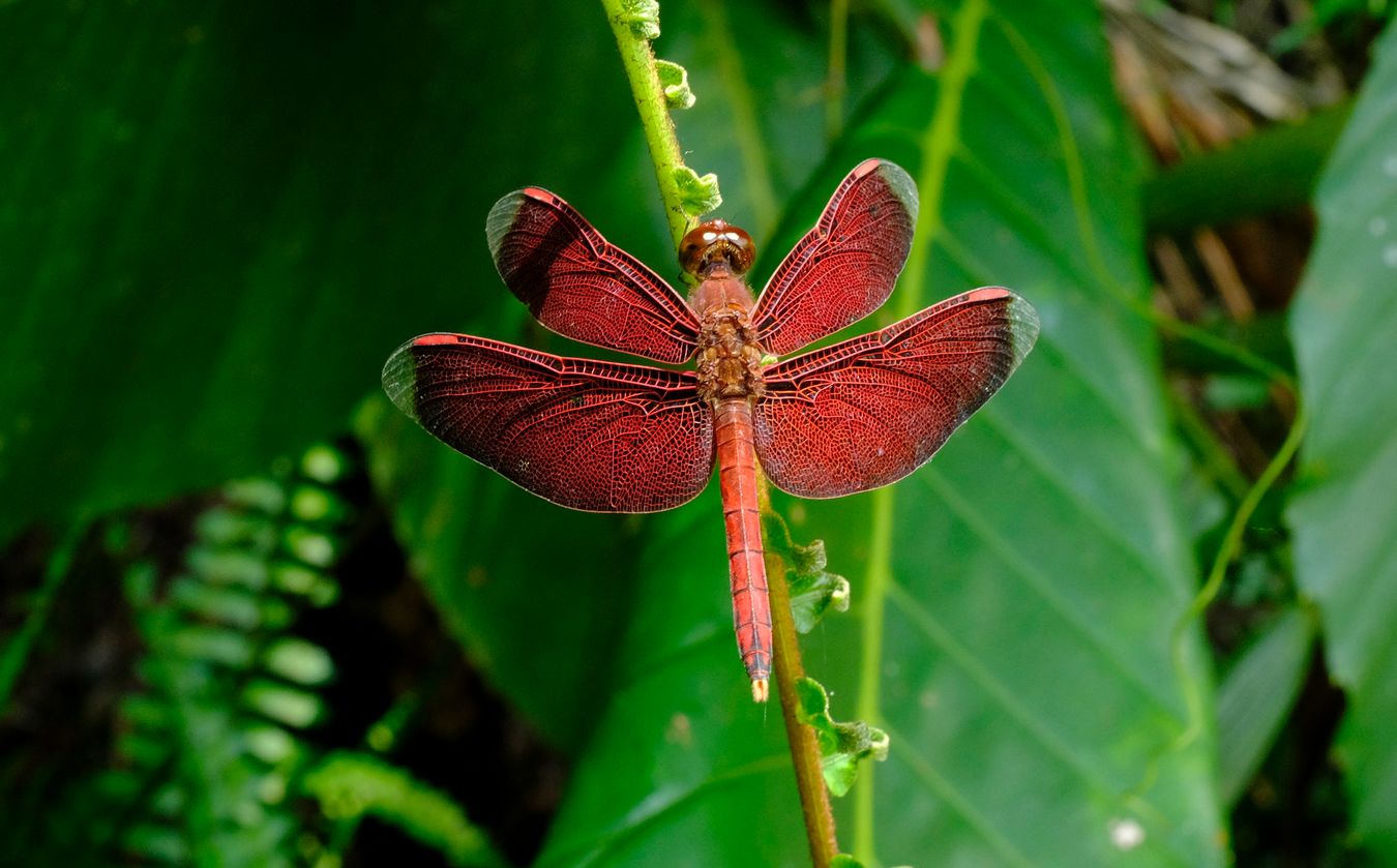 Male Straight-Edge Red Parasol { Neurathemis Terminata }