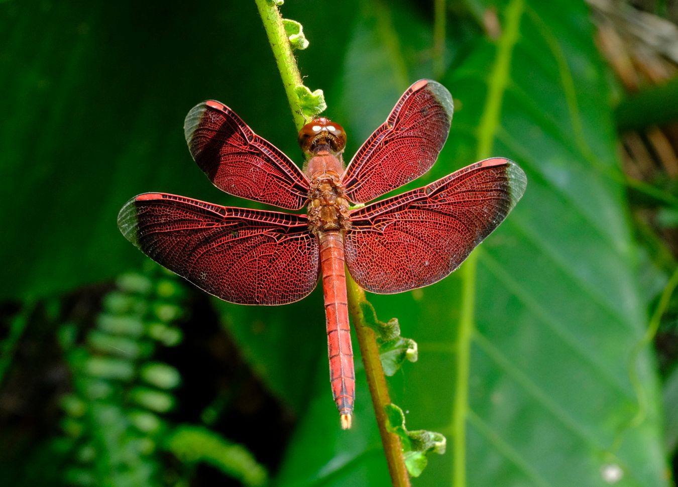 Male Straight-Edge Red Parasol Dragonfly { Neurathemis Terminata }