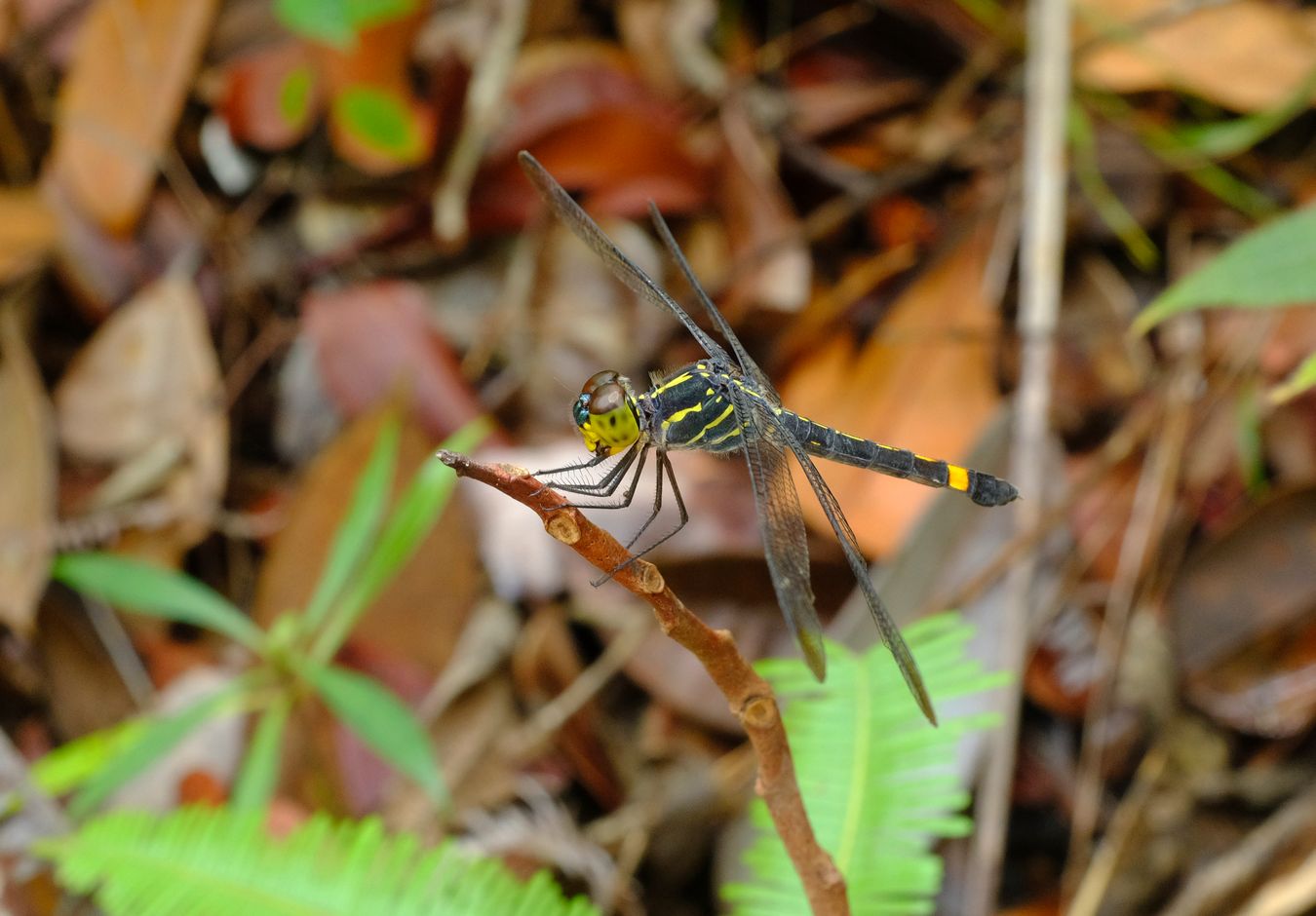 Unknown Black & Yellow Dragonfly, Maybe Gomphidae