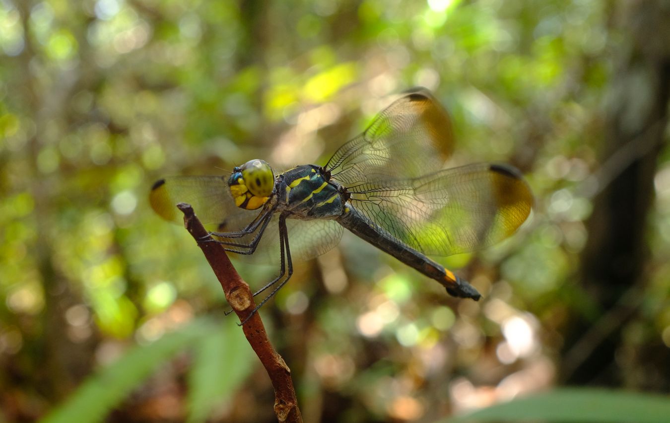 Unknown Black & Yellow Dragonfly, Maybe Gomphidae