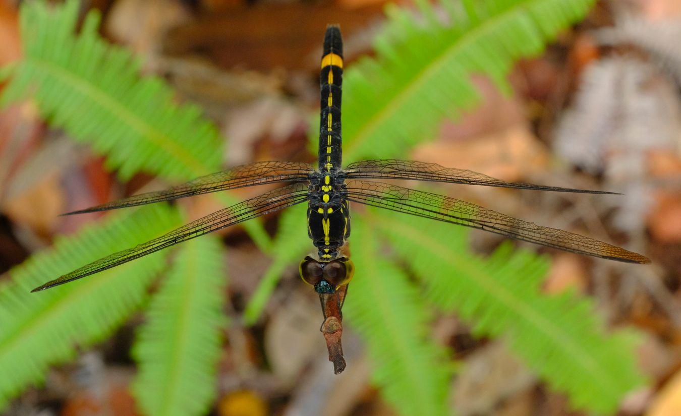 Unknown Black & Yellow Dragonfly, Maybe Gomphidae