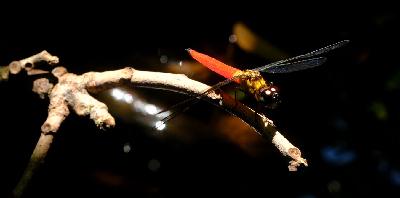 Variable Sentinel Dragonfly { Orchithemis Pulcherrima }