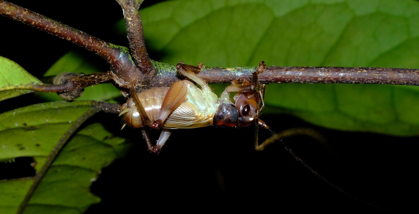 Unknown Giant Cricket { Maybe Anostostomatidae }