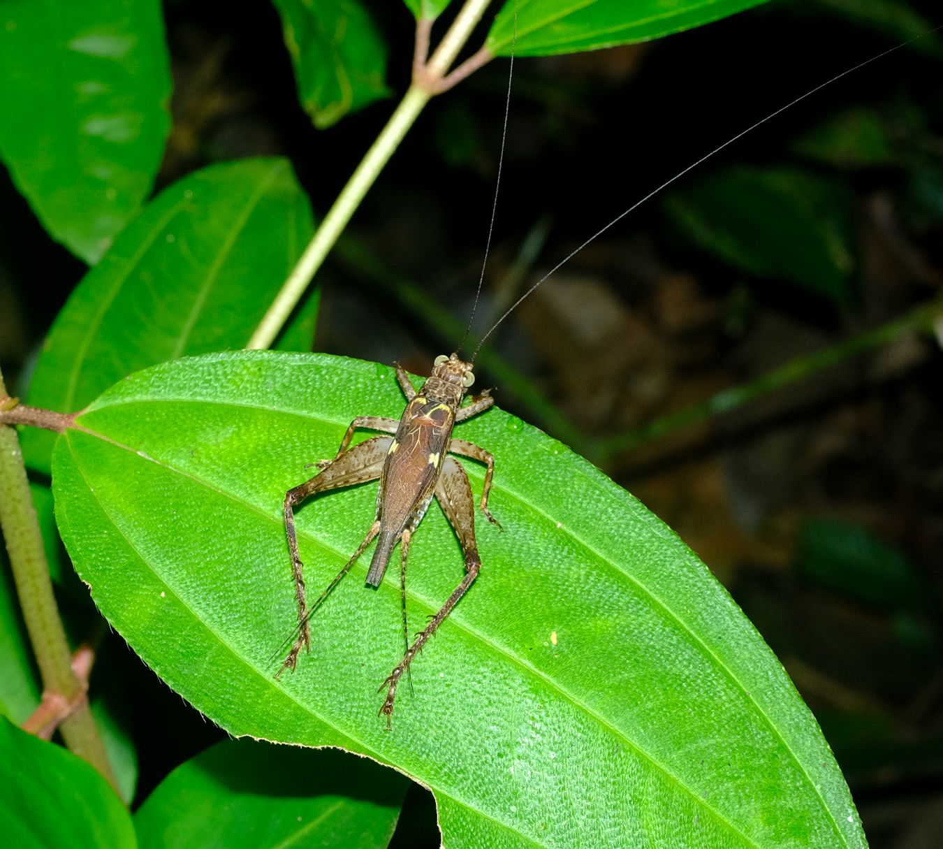 Cardiodactylus Guttulus Cricket