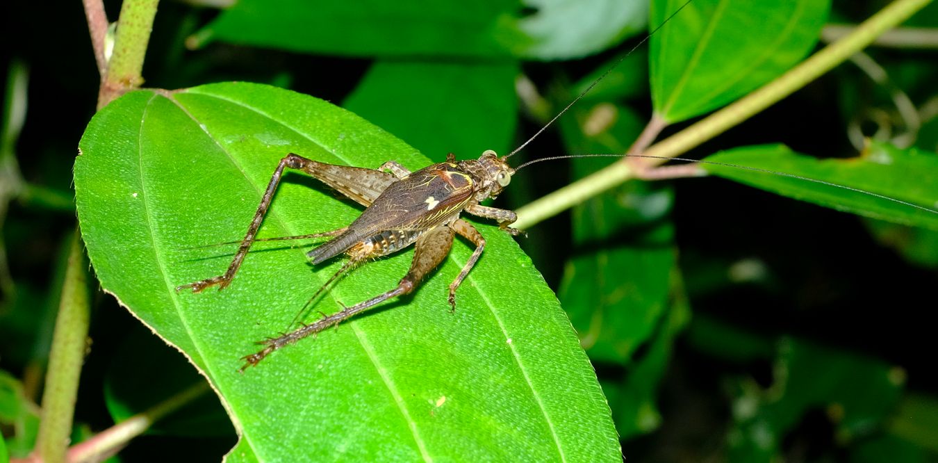 Cardiodactylus Guttulus Cricket