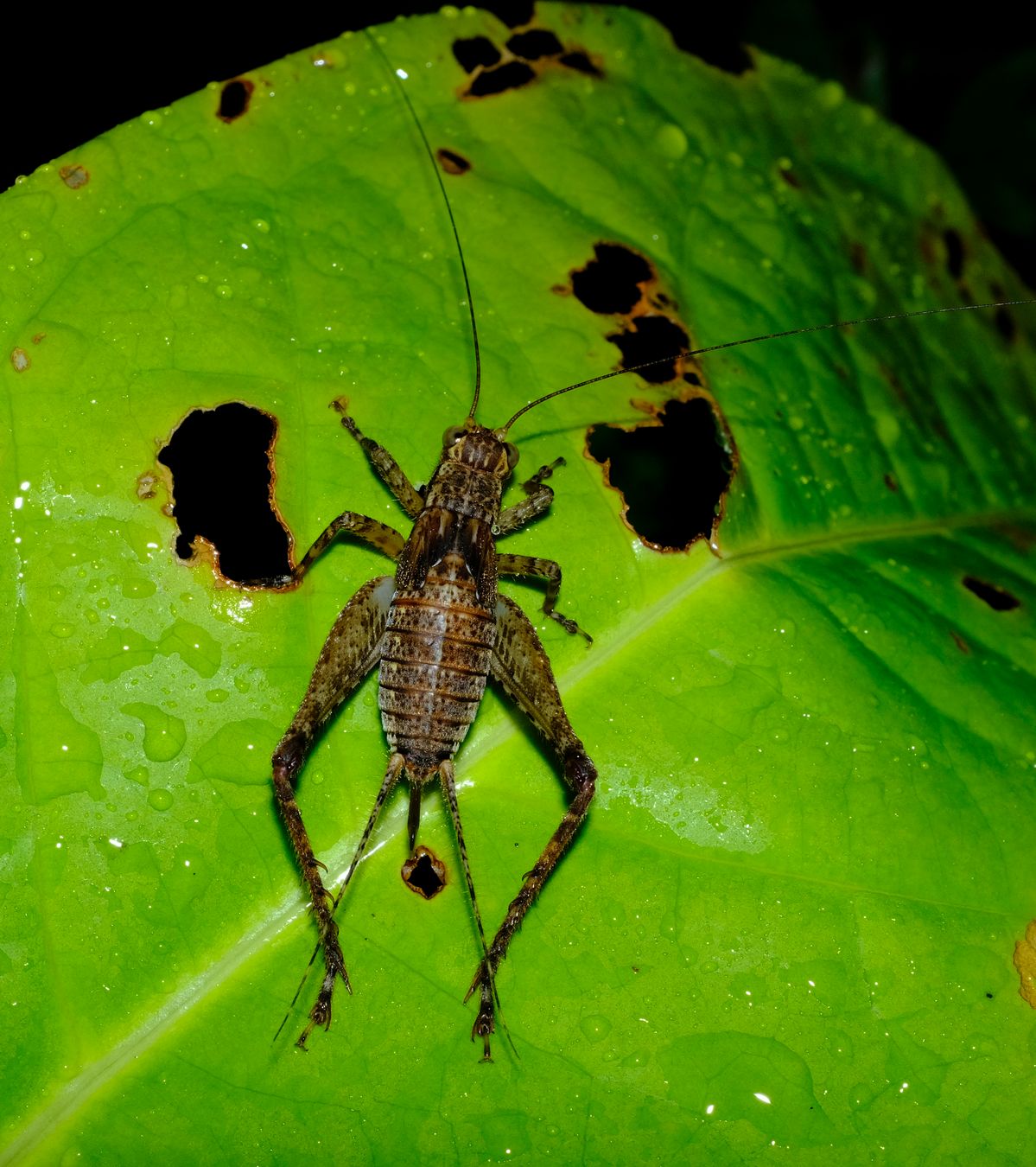 Unidentified Cardiodactylus Cricket