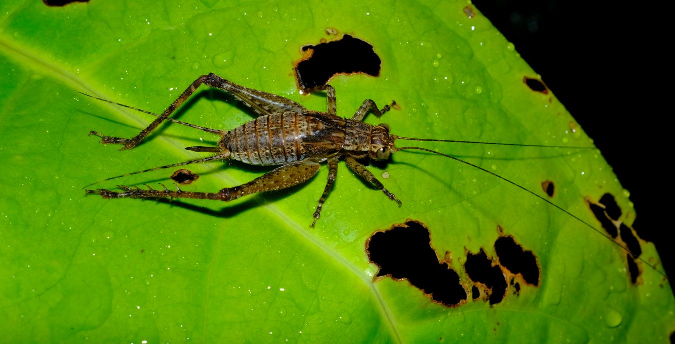 Unidentified Cardiodactylus Cricket