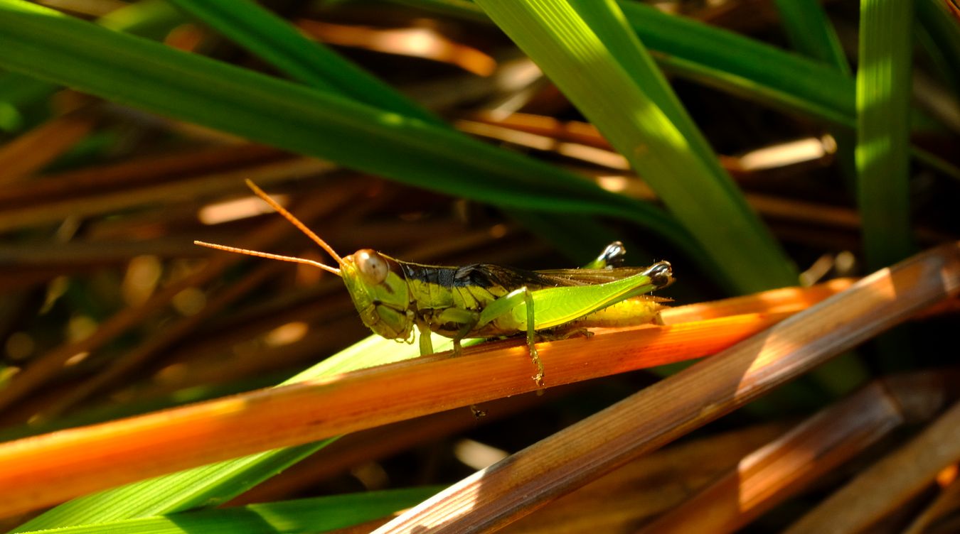 Small Rice Grasshopper { Oxya Hyla Intrincata }