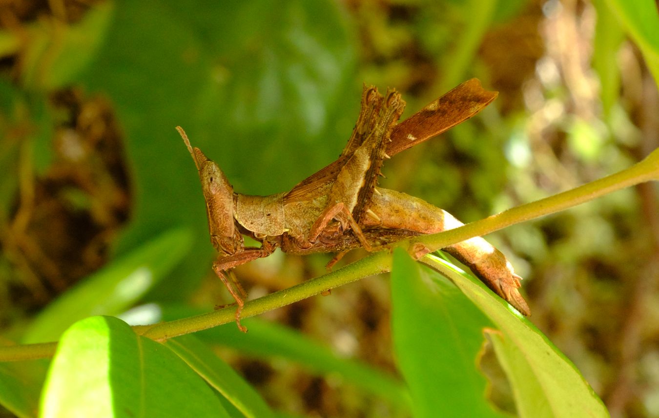 Unidentified Conehead Katydid